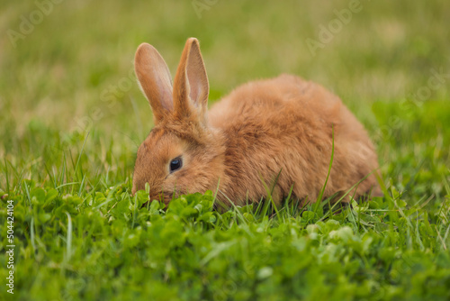 orange rabbit on the lawn grazes the grass