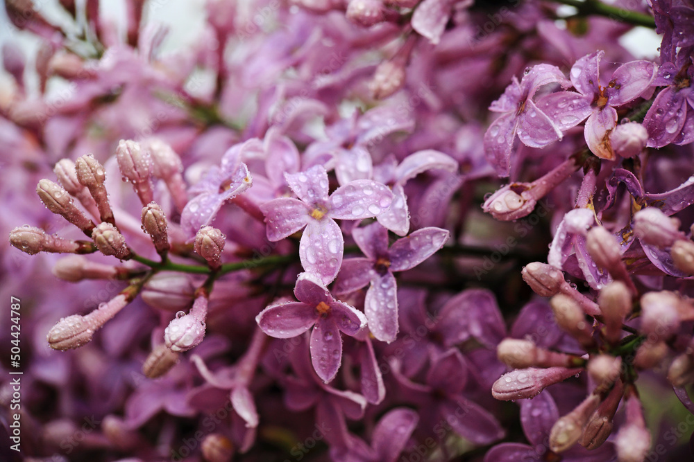 wet lilac flowers after the rain wet lilac flowers after the rain