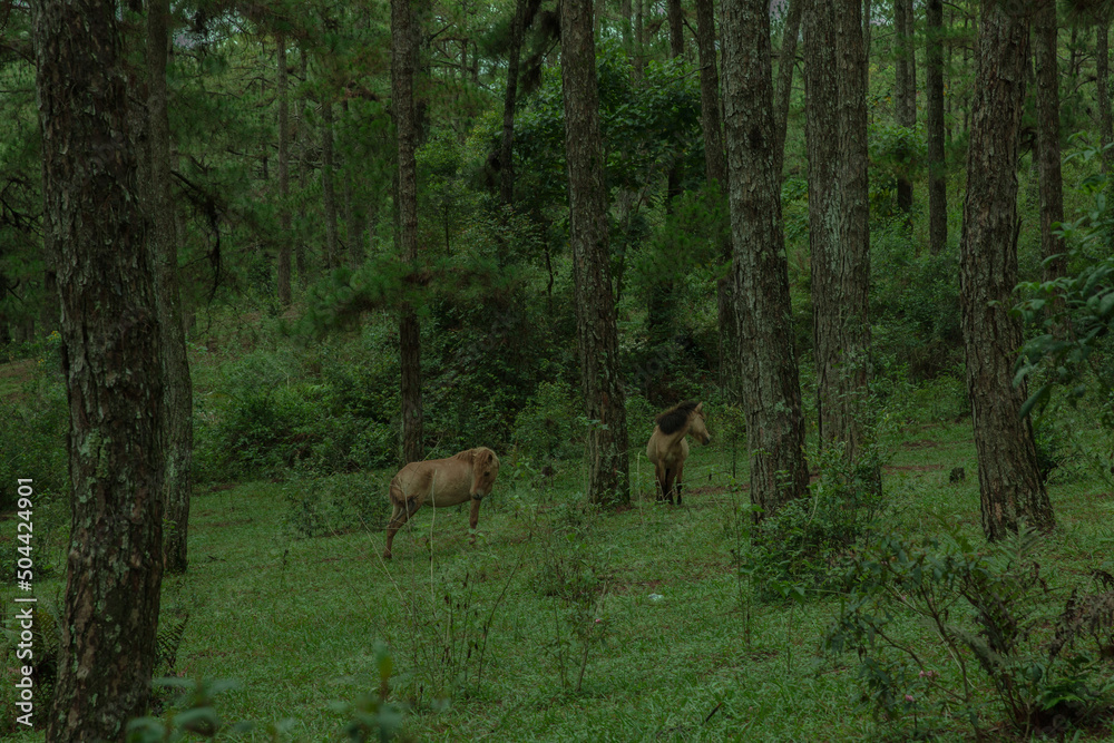 The horses are leisurely grazing in the pine forest The horses are leisurely grazing in the pine forest