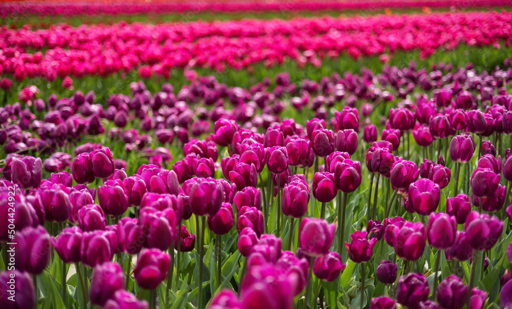 Tulip Flower Field. Close Up Nature Background. Spring Season. Tulip Flower Field. Close Up Nature Background. Spring Season.