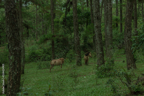 The horses are leisurely grazing in the pine forest