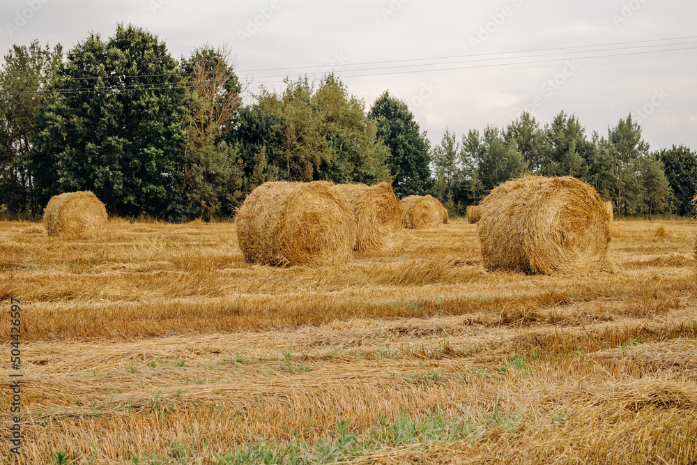 Yellow golden straw hay bales in stubble, agricultural field under blue sky with clouds. Field near the forest