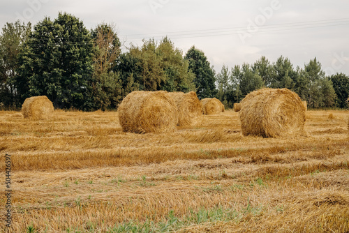 Yellow golden straw hay bales in stubble, agricultural field under blue sky with clouds. Field near the forest