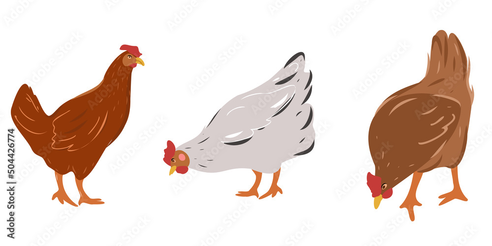 Fototapeta premium Laying hens. Set of cute cartoon chickens.Vector illustration of farm animals isolated on white background.