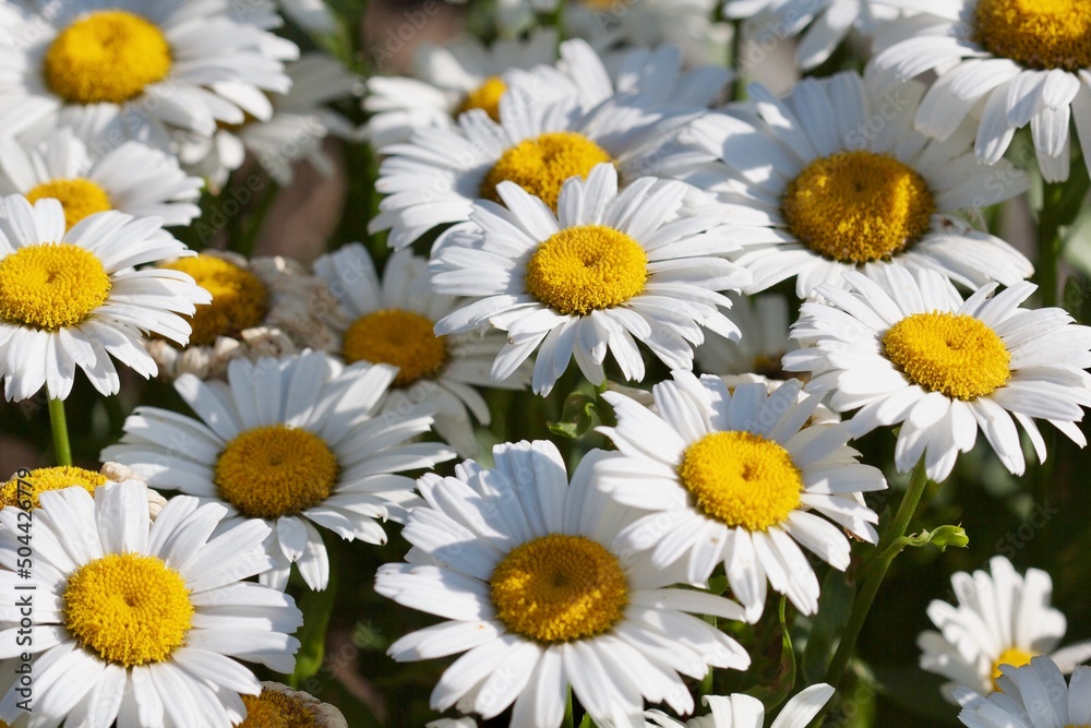 Daisies in full bloom Daisies in full bloom