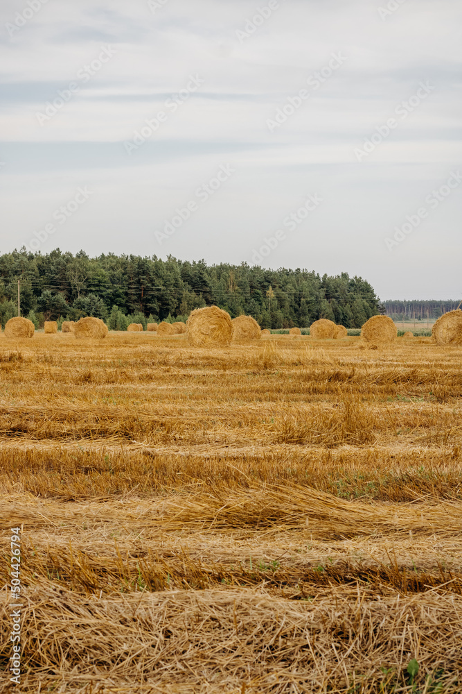 Yellow golden straw hay bales in stubble, agricultural field under blue sky with clouds. Field near the forest