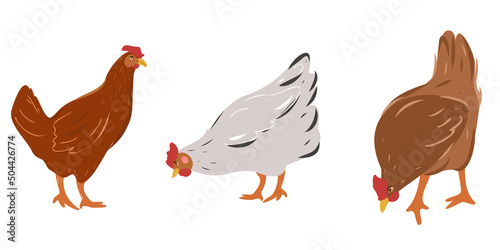Laying hens. Set of cute cartoon chickens.Vector illustration of farm animals isolated on white background.