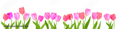 Banner of spring blossom tulips isolated