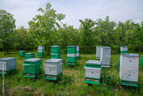 Yellow and blue beehives in an apiary at the edge of an acacia forest © Andrei