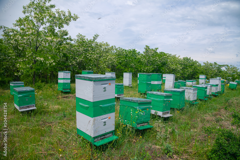 Yellow and blue beehives in an apiary at the edge of an acacia forest Yellow and blue beehives in an apiary at the edge of an acacia forest