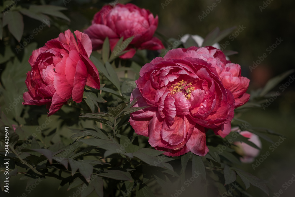 Peony flowers in a botanical garden