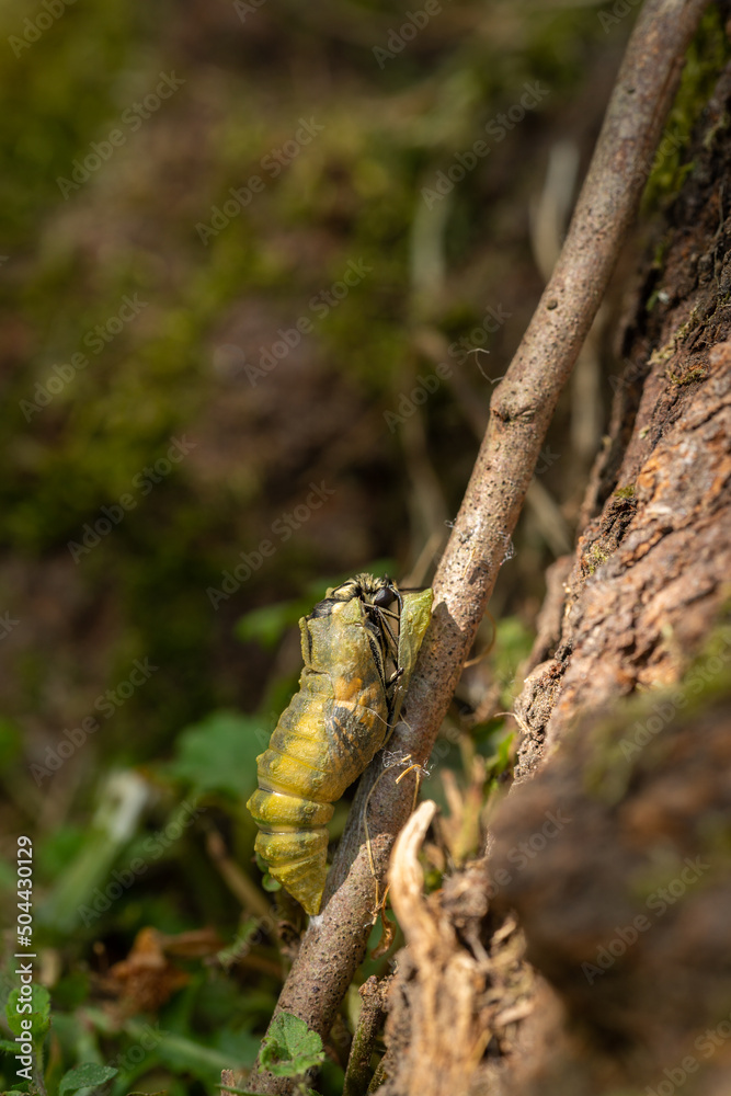 Obraz premium Schwalbenschwanz - Metamorphose