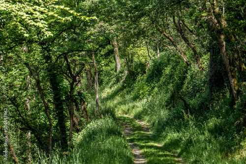 chemin creux très verdoyant photo