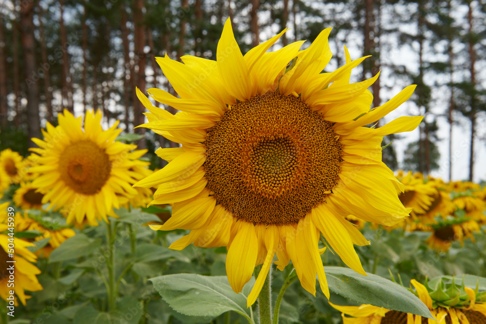 Kwiat słonecznika w pełnym rozkwicie. Pole słoneczników na skraju lasu. - obrazy, fototapety, plakaty 
