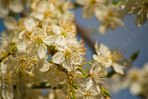 Kwitnąca śliwa  mirabelka .Kwitnące drzewo owocowe z gałązką obsypaną białymi kwiatami . 