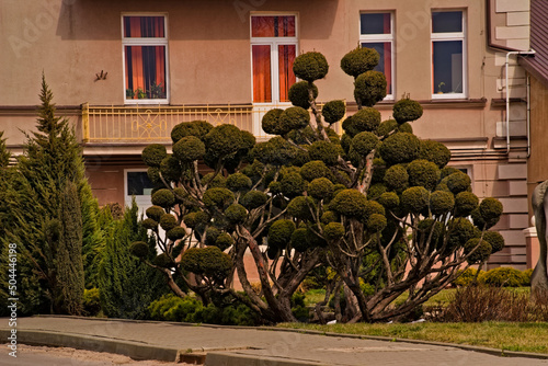 Fantazyjnie przycięte drzewka jałowca . drzewa " bonsai " ukształtowane w formie okrągłych poduszek . Drzewa na tle zabytkowego budynku .