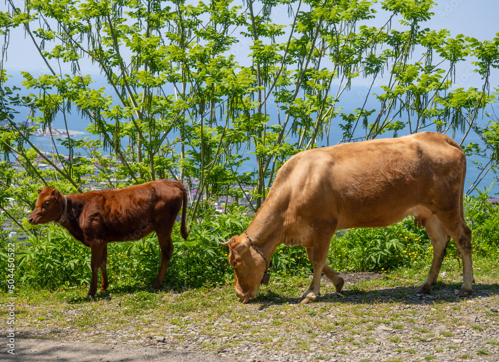 Cow with calf. Brown cows. The animals are grazing. Animals eat grass.  Stock Photo | Adobe Stock