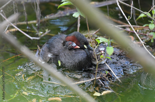 Zwergtaucher mit Jungem photo