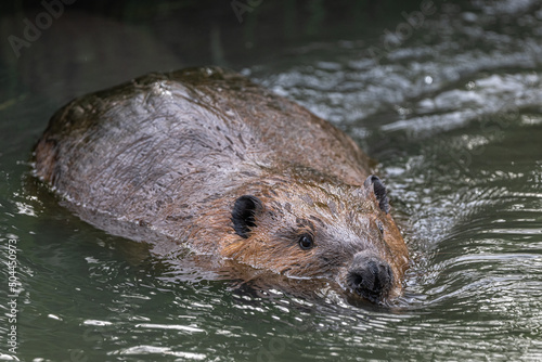 Swimming North American beaver (Castor canadensis) photo