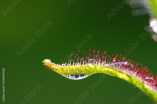 Sundews carnivorous plant,  drosera capensis close-up view, with water drops and trapped insects photo