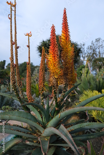 Fényképezés Aloe africana in Bloom - Photo of specimen plant for in garden landscape