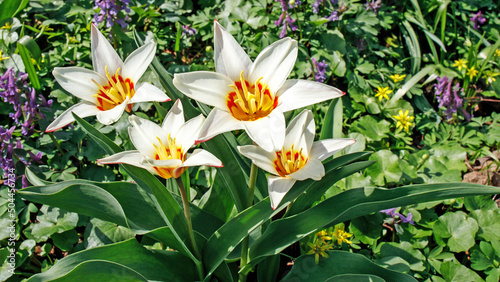 Tulipa kaufmanniana on the lawns in the Apothecary Garden photo