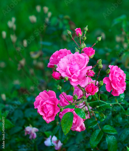 Rosée du matin sur des roses