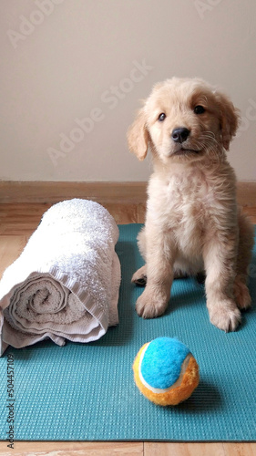 Puppy Golden Retriever photo