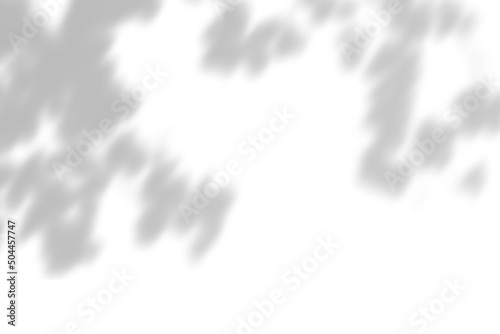 Fotografie Botanic shadows overlay, Photoshop overlay, Plant tree flower Shadow, light cast