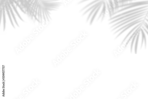 Botanic shadows overlay, Photoshop overlay, Plant tree flower Shadow, light casts, light effect, png