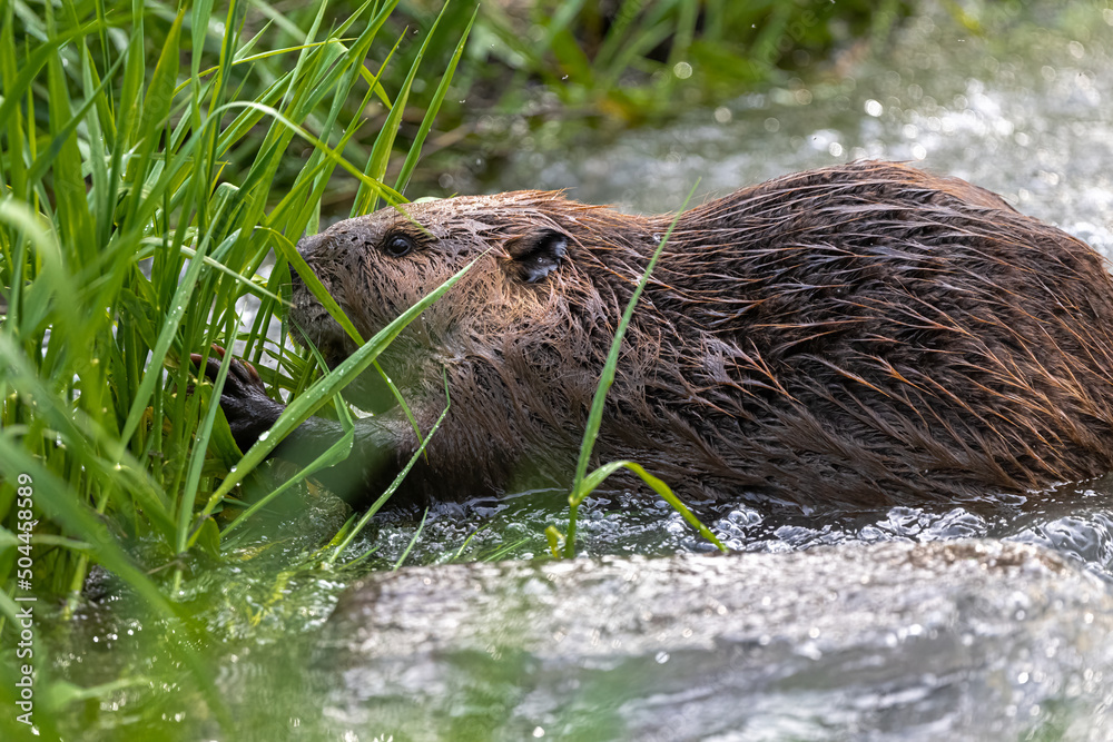 North American Beaver (Castor canadensis) Feeding on Grass North American Beaver (Castor canadensis) Feeding on Grass