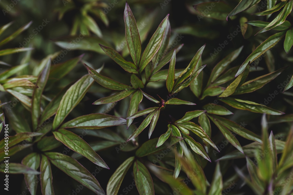 The background image is green. Natural, eco-friendly natural background. The texture of green leaves. A copy of the space for the text. The background image is green. Natural, eco-friendly natural background. The texture of green leaves. A copy of the space for the text.