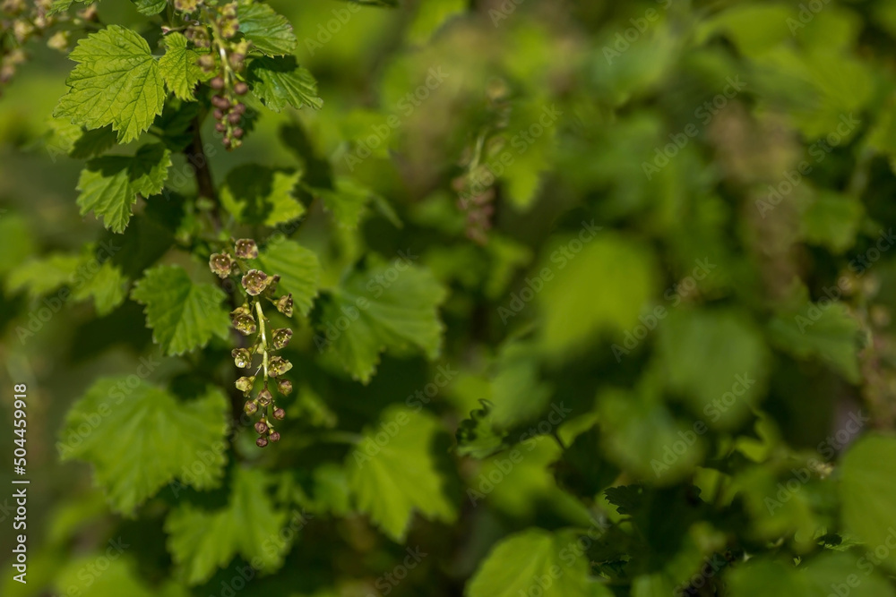 Flowering bush of red currant with green leaves in the garden. Green flowers in the garden. Unripe berries of a currant close-up. Flowering bush of red currant with green leaves in the garden. Green flowers in the garden. Unripe berries of a currant close-up.