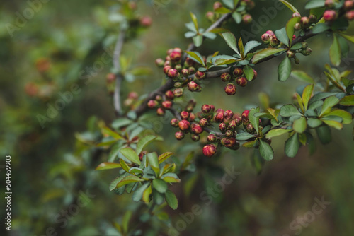 Close-up of orange buds of Japanese quince. Orange Japanese quince blooms in spring. Large buds of orange Japanese quince on the branches. Copy the place for the text.