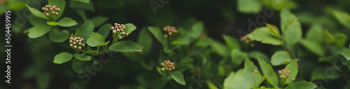 The background image is green. Natural  eco-friendly natural background. The texture of green leaves. A copy of the space for the text.