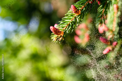 Background with pollen of tree in spingtime photo