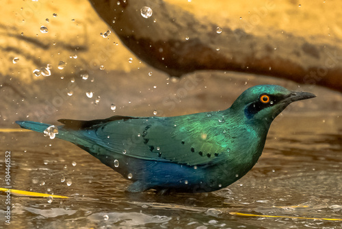 Greater blue-eared starling - Lamprotornis chalybaeus - standing in water. Photo from Mansa Konko Province in the Gambia.