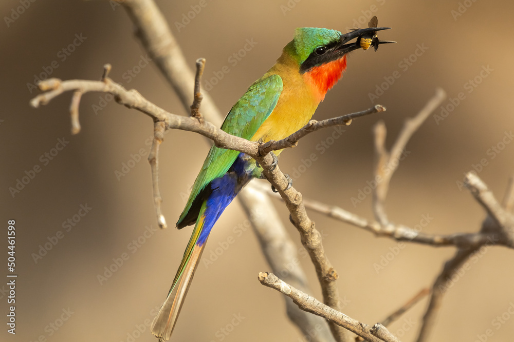 custom made wallpaper toronto digitalColorful red-throated bee-eater - Merops bulocki - perched with wasp in beak with dark yellow background. Picture from Janjabureh in the Gambia.