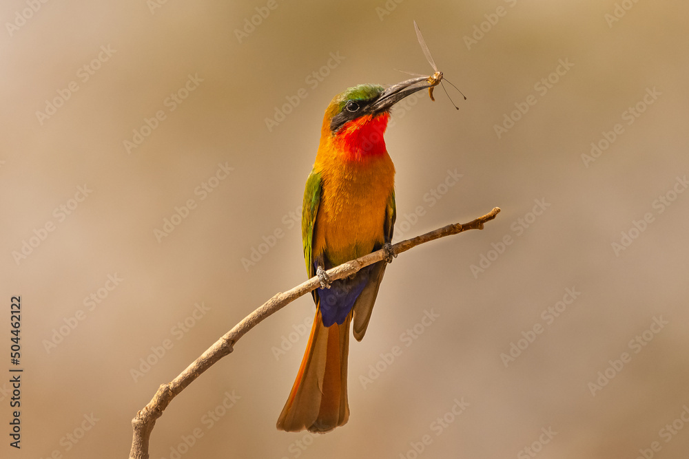 Fototapeta premium Colorful red-throated bee-eater - Merops bulocki - perched with dragonfly in beak with dark yellow background. Picture from Janjabureh in the Gambia.