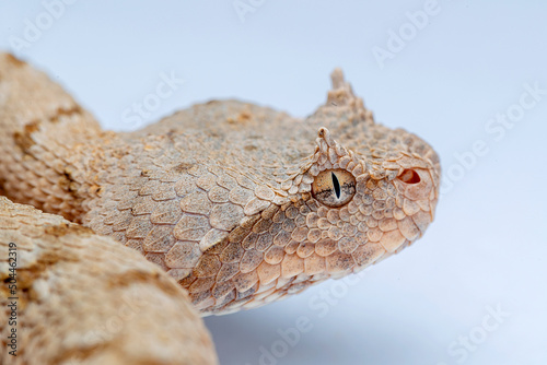 False Horned Viper or Persian horned viper (Pseudocerastes persicus) is a species of venomous vipers endemic to the Middle East and Asia