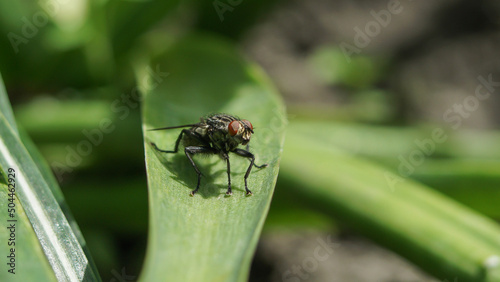 macro photo of a fly sitting on a leaf of grass
