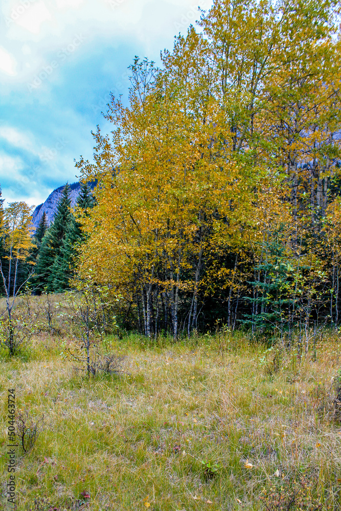 Fall colours in all their splender along the Bow Valley Parkway. Banff National Park, Alberta, Canada