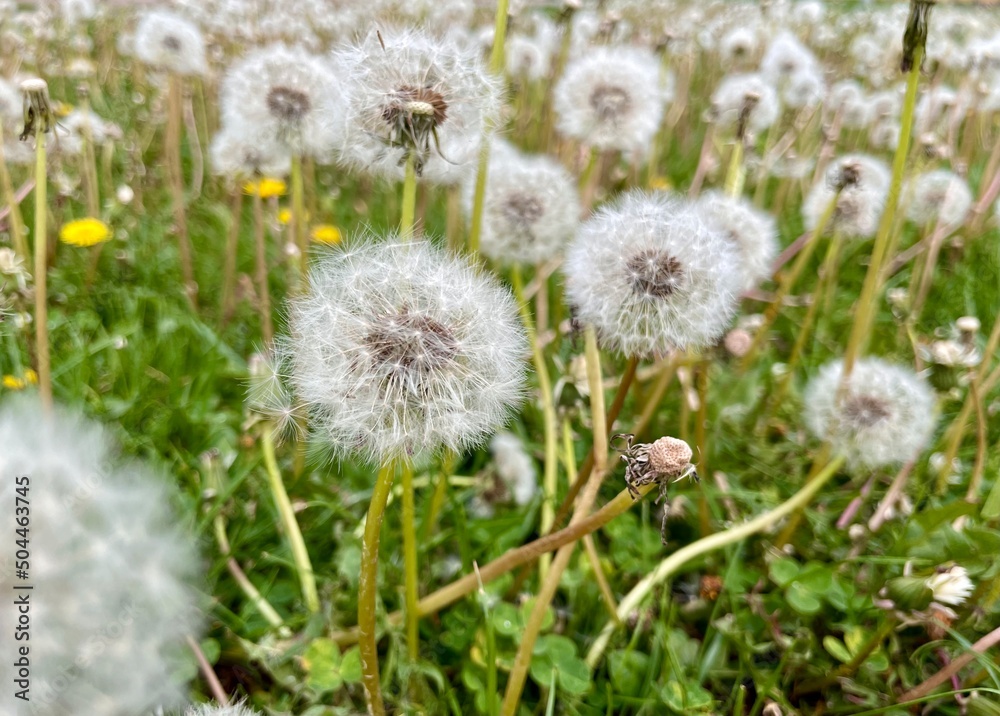 Dry dandelions field flowering in summer season in grassy background. fading flower. garden weed