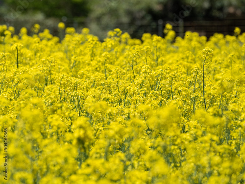 菜の花畑3