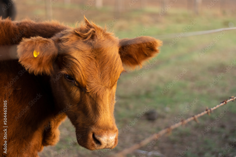 Head and Face of a Brown Cow in its Corral Head and Face of a Brown Cow in its Corral