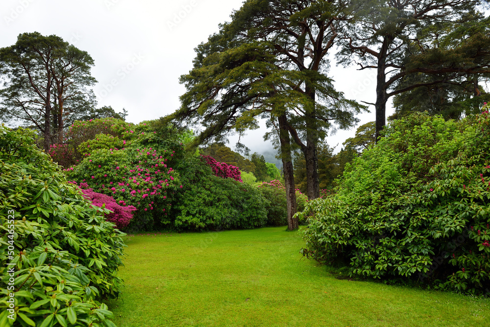 Obraz premium Beautiful azalea bushes blossoming in the gardens of Muckross House, furnished 19th-century mansion set among mountains and woodland, Ireland.