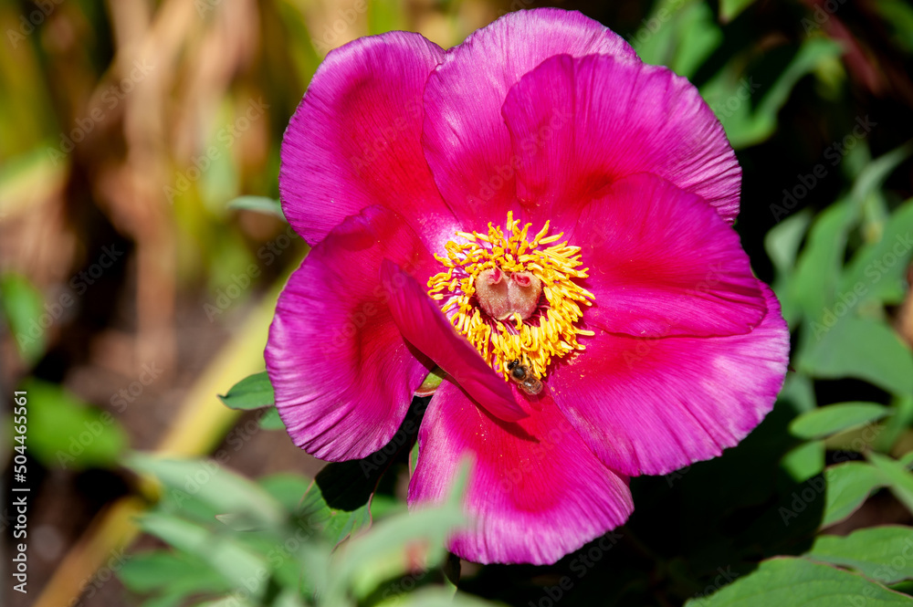 Fototapeta premium peony blossom in the garden