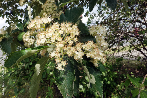 Schwedische Mehlbeere - Scandosorbus intermedia photo