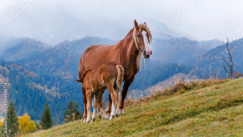 Horses grazing on meadow pasture
