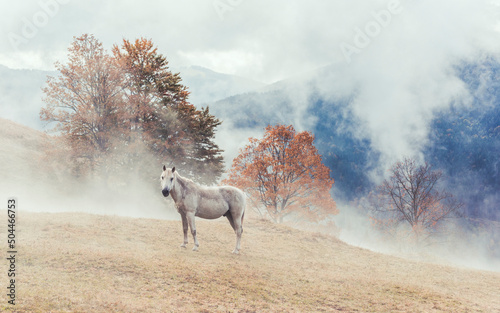 White horse on a background of autumn misty Carpathians photo